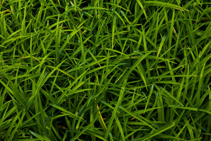 Grass Background Grass Background